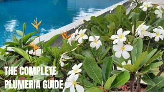 Complete Plumeria Care and Propagation  Frangipani [upl. by Westphal]