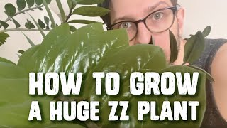 How To Grow A Huge Indoor ZZ Plant in Chicago [upl. by Eva]