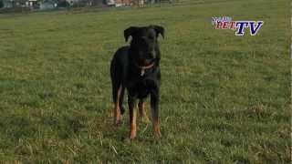 Berger de Beauce Beauceron Informationen zur Rasse [upl. by Simson511]