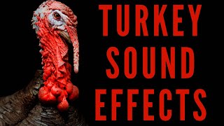 TURKEY SOUND EFFECTS  Turkey Gobbling [upl. by Nomra]