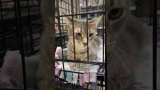 Petsmart Pet Event  Adopting A Cat From A Rescue So Many Potential Adopters [upl. by Medorra]