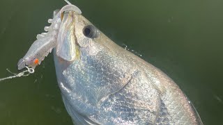 Barramundi Lakefield Nat park [upl. by Eiggam]