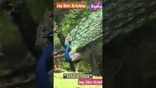 Vanvas ke Samay Mor Ke Mor Pankh ki kahanishort video Jay Shri Ram Jay Sitaram [upl. by Akyre]