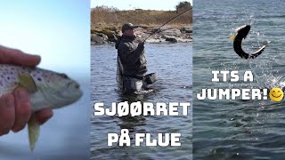 Sjøørret på flue [upl. by Otecina]