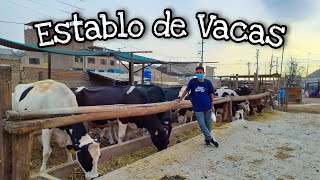 VISITANDO EL ESTABLO DE VACAS EN JICAMARCA  RELAX PERÚ [upl. by Hoseia914]