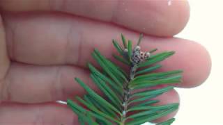 Identifying Balsam fir Abies balsamea by its needles [upl. by Merilyn]