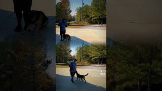 Dog training obedience germanshepherd familyprotectiondog puppy malinois [upl. by Adnwahsar]