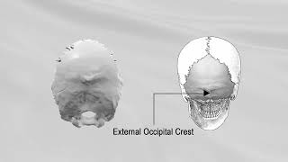 OCCIPITAL BONE [upl. by Nahguav]