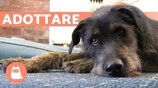 10 motivi per ADOTTARE UN CANE METICCIO [upl. by Thamos]