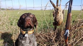 Pheasant Hunting With GSP Puppy [upl. by Buckie]