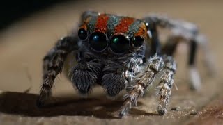 Best Spider Moments  Top 5  BBC Earth [upl. by Ahsinaj349]