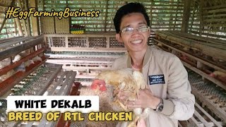 Magandang Breed Ng RTL Chicken  White Dekalb  Egg Farming Business  The Backyard Farming [upl. by Idihc]