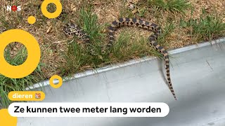 Steeds meer stierslangen gespot in Nederland [upl. by Bourke]