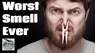 5 Worst Smells In The World [upl. by Lindahl]