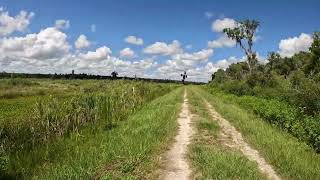 Nature Therapy Barr Hammock Preserve Relaxation  Real Footage Micanopy FL [upl. by Aspasia522]