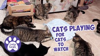 Cats Playing For Cats To Watch Video  7 Cats vs SmartyKat Hot Pursuit [upl. by Eardna]