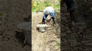 How to plant Super Napier grass stems dairyfarming greenfodder supernapier foddergrass [upl. by Kina665]