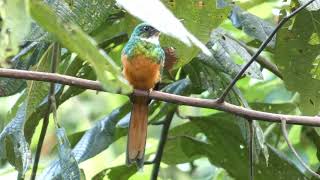 Rufous tailed Jacamar [upl. by Maurilia391]