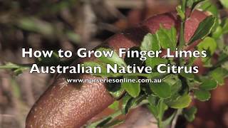 How to Grow Australian Finger Limes [upl. by Amalia]