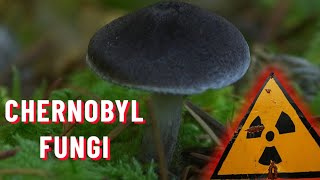 Radiationeating Chernobyl fungi  are they real  Chernobyl Stories [upl. by Koffler]