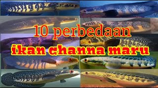 10 MACAM IKAN CHANNA MARULIODES [upl. by Adnor]