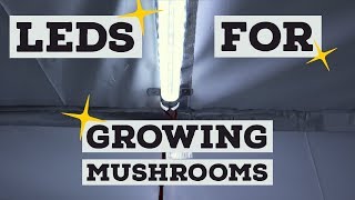 Mushroom Fruiting Chamber Lighting Install  Using LED lights to Grow Mushrooms [upl. by Avi294]