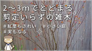 小さなお庭の雑木はコレ！ナツハゼの特徴と育て方を紹介するアニメ【植物編77】 [upl. by Evered]