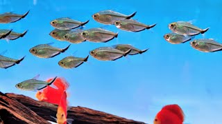 El Mejor banco de Sardinas para tu Acuario Tetra Costae [upl. by Alisun277]