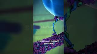 The Microscopic Delivery Service Kinesin Motor Protein didyouknowfacts [upl. by Carilyn]