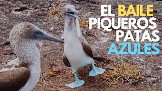 Piqueros patas azules en Galápagos  Su divertido baile de apareamiento [upl. by Argyle]