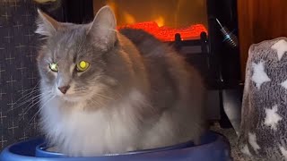 Relaxing cat and spring rain catvideos cat relax rain [upl. by Cony]