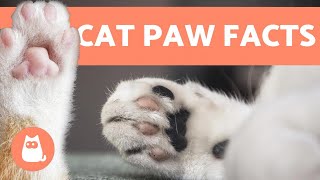 10 FUN FACTS About CAT PAWS 🐾🐱 Find Out More [upl. by Haikezeh751]