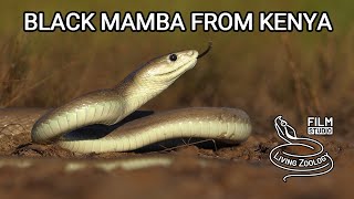 Deadly venomous Black mamba in the wild in Kenya snake rescue in Africa most venomous snakes [upl. by Ma]