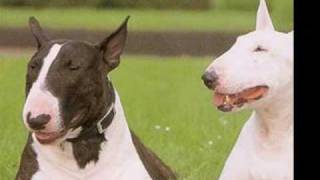 fotos de Bull Terrier [upl. by Yousuf]