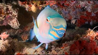 Why Parrotfish are Important [upl. by Aenit877]