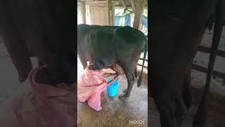 half cow milking by hand [upl. by Eerb]