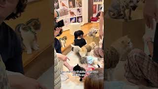 Best cat cafe in Ho Chi Minh city  CATFE [upl. by Heigl]