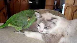 Amazon Parrot and Kitty [upl. by Enirac]