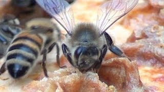 Honey Bees In The Hive Up Close [upl. by Cummine]