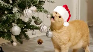 Cats vs Christmas tree funny compilation 2022  PETASTIC 🐾 [upl. by Selwin]