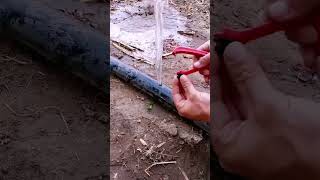 installing drip tape irrigation repair tape shorts tipsandtricks tools seeds lawn landscape [upl. by Peta]