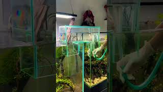 Pathway through two tanks🥰💯fish aquarium shorts viralvideo pathway shortfeed pets new [upl. by Ramhaj]