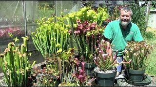 Sarracenia in Peak Season July 2017 [upl. by Tesler]