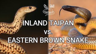 Inland taipan vs Eastern brown snake  Battle of the deadly snakes [upl. by Brozak]