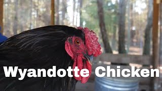 Chicken Breed Analysis Wyandotte [upl. by Anerak57]