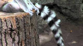 Zoo View Ringtailed Lemur  Cincinnati Zoo [upl. by Ahsienet505]