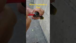 How To Unhook A fish fish fishing fishingvideo [upl. by Freudberg517]