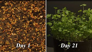 White Dutch Clover Seed Germination Time Lapse  3 Weeks [upl. by Enelrac]