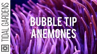 Bubble Tip Anemones [upl. by Silado]