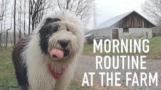 Old English Sheepdogs Morning Routine at the Farm [upl. by Callie360]